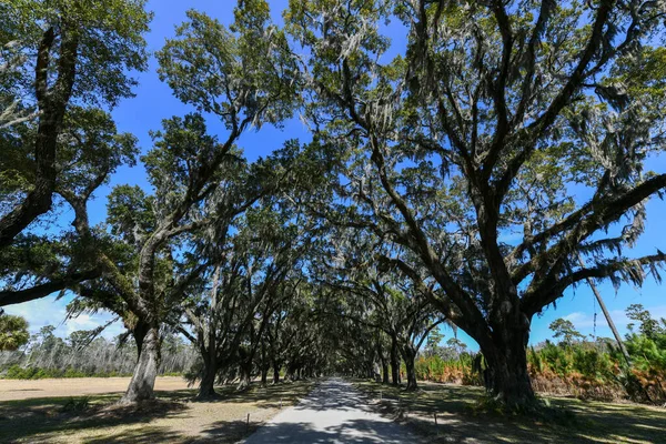 Mousse Espagnole Long Route Bordée Chênes Plantation Historique Wormsloe Savannah — Photo