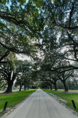 Mount Pleasant, Güney Carolina 'daki Boone Hall Çiftliği. Çiftlik, Amerika 'nın hâlâ faaliyet gösteren en eski çiftliklerinden biri..