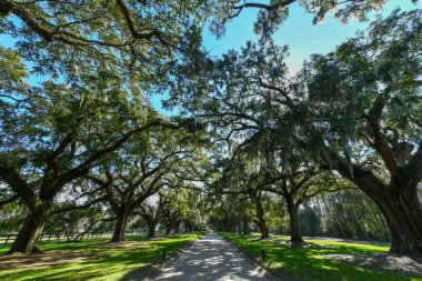 Mount Pleasant, Güney Carolina 'daki Boone Hall Çiftliği. Çiftlik, Amerika 'nın hâlâ faaliyet gösteren en eski çiftliklerinden biri..