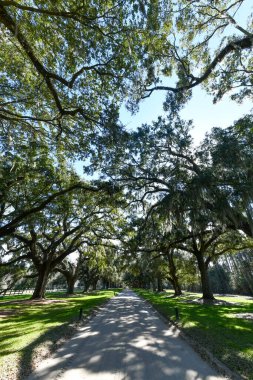 Mount Pleasant, Güney Carolina 'daki Boone Hall Çiftliği. Çiftlik, Amerika 'nın hâlâ faaliyet gösteren en eski çiftliklerinden biri..