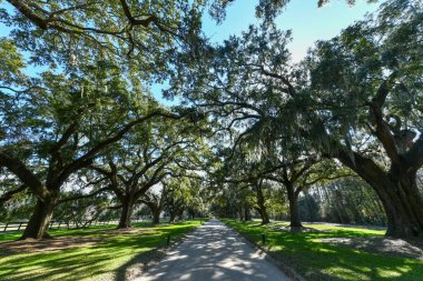 Mount Pleasant, Güney Carolina 'daki Boone Hall Çiftliği. Çiftlik, Amerika 'nın hâlâ faaliyet gösteren en eski çiftliklerinden biri..