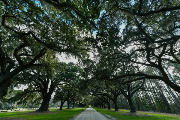 stock image Boone Hall Plantation in Mount Pleasant, South Carolina. The plantation is one of America's oldest plantations still in operation.