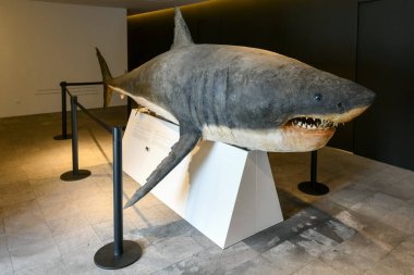 Ponta Delgada, Portekiz - 3 Temmuz 2022: Sao Miguel adasındaki Azores takımadalarının başkenti Ponta Delgada 'daki Carlos Machado Müzesinde köpekbalığı.