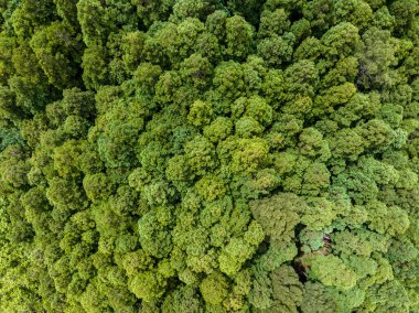 Portekiz, Azores 'deki Sao Miguel Adası' nda Mata Jose do Canto 'nun havadan ağaç gölgesi..