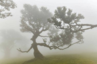 Portekiz 'in Madeira adasındaki Fanal Ormanı' nda sisin içindeki çarpık ağaçlar. Sis bu yüksek rakımlı ormanlık alana yerleşir ve dramatik manzara fotoğrafçılığı yapar.