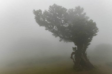Portekiz 'in Madeira adasındaki Fanal Ormanı' nda sisin içindeki çarpık ağaçlar. Sis bu yüksek rakımlı ormanlık alana yerleşir ve dramatik manzara fotoğrafçılığı yapar.