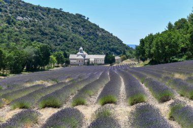 Gordes, Vaucluse, Provence, Provence-Alpes-Cote d 'Azur, Fransa' da lavanta tarlasına sahip papaz Senanque Manastırı