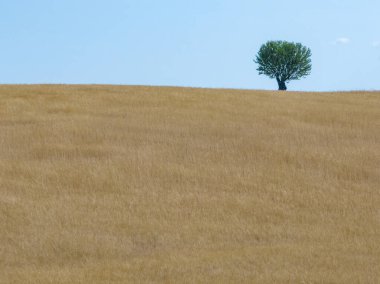 Valensole, Provence, Fransa 'da yaz mevsiminde arazi manzarası.