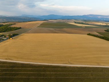 Valensole Platosu, Brunet, Alpes-de-Haute-Provence, Fransa, Avrupa boyunca lavanta tarlası.