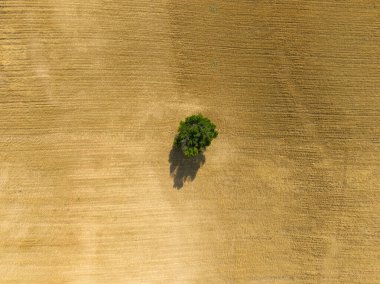 Valensole, Provence, Fransa 'da yaz mevsiminde arazi manzarası.