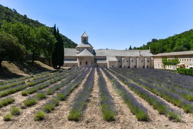 Gordes, Vaucluse, Provence, Provence-Alpes-Cote d 'Azur, Fransa' da lavanta tarlasına sahip papaz Senanque Manastırı