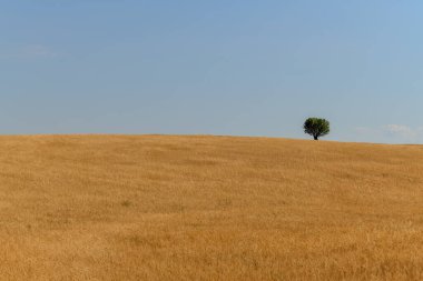 Valensole, Provence, Fransa 'da yaz mevsiminde arazi manzarası.