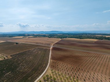 Valensole, Provence, Fransa 'da yaz mevsiminde arazi manzarası.