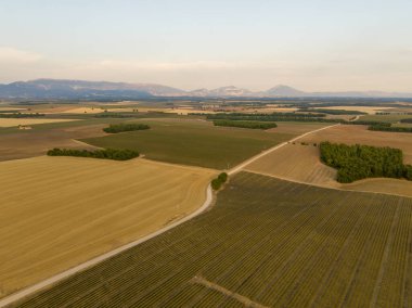 Valensole Platosu, Brunet, Alpes-de-Haute-Provence, Fransa, Avrupa boyunca lavanta tarlası.
