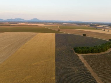 Valensole Platosu, Brunet, Alpes-de-Haute-Provence, Fransa, Avrupa boyunca lavanta tarlası.
