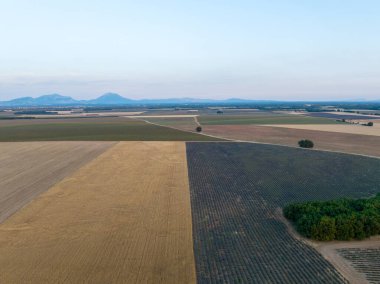 Valensole Platosu, Brunet, Alpes-de-Haute-Provence, Fransa, Avrupa boyunca lavanta tarlası.