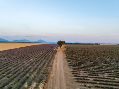 Valensole Platosu, Brunet, Alpes-de-Haute-Provence, Fransa, Avrupa boyunca lavanta tarlası.