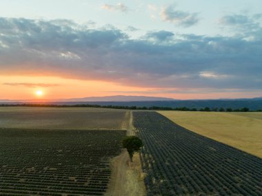 Valensole Platosu, Brunet, Alpes-de-Haute-Provence, Fransa, Avrupa boyunca lavanta tarlası.