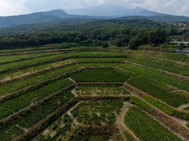 İtalya, Sicilya 'da mineral bakımından zengin lav toprağı olan Etna volkan bölgesinde yeşil üzüm bağları olan hava manzarası