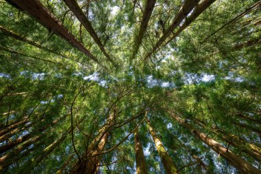 Serra de Santa Barbara zirvesini çevreleyen ağaçlar Terceira, Azores, Portekiz 'in en yüksek noktasıdır..