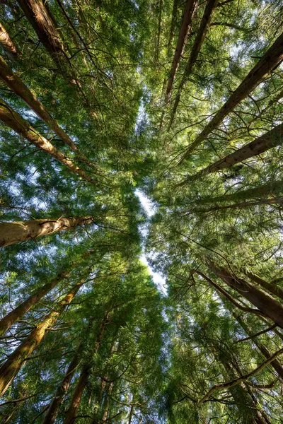 Serra de Santa Barbara zirvesini çevreleyen ağaçlar Terceira, Azores, Portekiz 'in en yüksek noktasıdır..