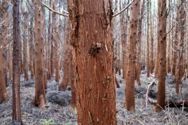 Portekiz 'in Azores adasındaki Terceira adasındaki Mata da Serreta ormanında etkileyici ve güzel bir orman.