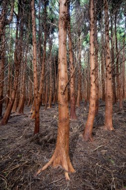 An impressive and beautiful forest in the Mata da Serreta forest area on the Portuguese island of Terceira in the Azores clipart