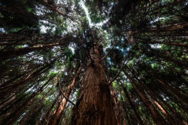 An impressive and beautiful forest in the Mata da Serreta forest area on the Portuguese island of Terceira in the Azores clipart