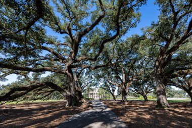 Oak Alley Çiftliği, Mississippi Nehri 'nin batı kıyısında Vacherie, St. James Parish, Louisiana, ABD' de bulunan tarihi bir çiftliktir..