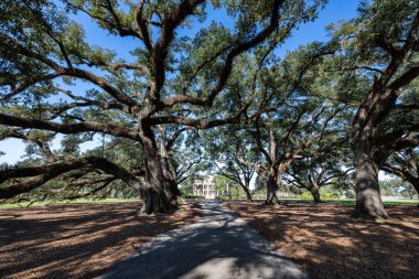 Oak Alley Çiftliği, Mississippi Nehri 'nin batı kıyısında Vacherie, St. James Parish, Louisiana, ABD' de bulunan tarihi bir çiftliktir..