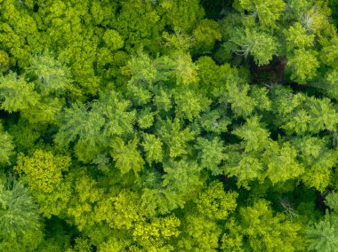 Olivias Overlook, Batı Stockbridge, Massachusetts 'ten Berkshire Dağları' nın hava manzarası.