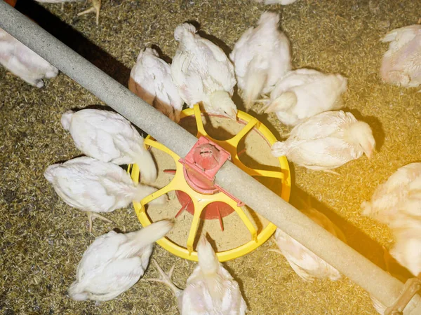 Beyaz tavukların üst görüntüsü, tarım alanındaki otomasyon sistemiyle besleniyordu..