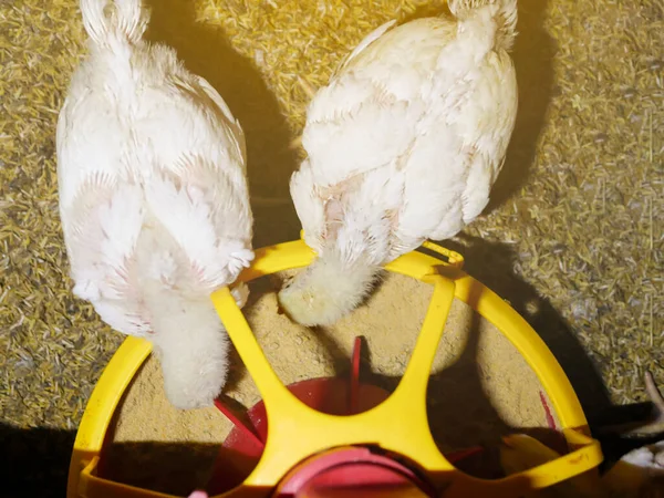 Draufsicht Auf Die Weißen Hühner Beim Füttern Mit Dem Automatisierungssystem — Stockfoto