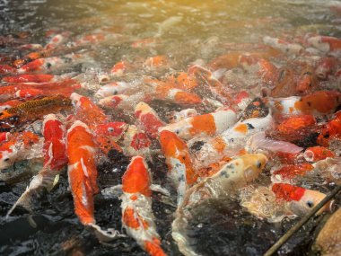 Su havuzundaki KOI balığı yakın çekim grubu yiyecekleri yiyordu.