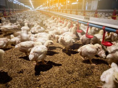 Otomatik besleme ile beslenen tavuklar çok uzaklarda tarımda çiftleşiyorlar.