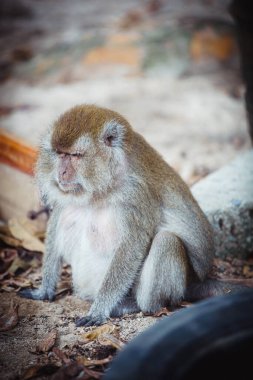 Uzun kuyruklu maymun (macaca fascicularis) üzgün yüzlü ve sıkıcı boyunlu.