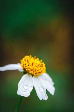 Çayırdaki yaprakların üzerine su damlaları..