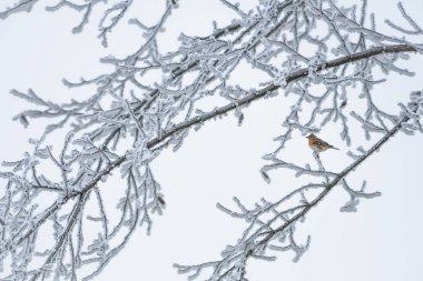 Bird stands on branches in winter among snow clipart