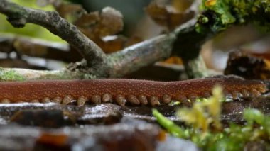 Ekvador yağmur ormanlarındaki yosunlu bir kütükte sürünen bir Peripatus 'a (kadife kurdu) yakın çekim. 