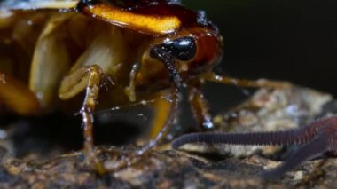 Peripatus ya da Velvet Worm, Ekvador 'da bir hamamböceğiyle besleniyor. Peripatus, avlarını ağzının her iki tarafından fışkıran tutkalla hareketsiz hale getirir..
