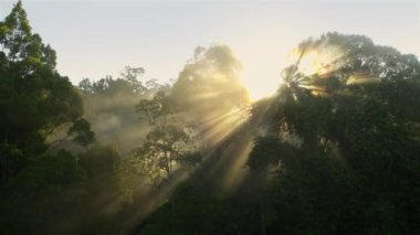 Yeşil yapraklı canlı doku ve kırılan güneş ışınları. Güneş ışınları, Endonezya 'nın batısındaki Yeni Gine' deki ağaçların yeşil yapraklarından geçer..