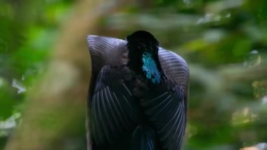 Siyah orak gagalı (Epimachus meyeri), omuz tüyleri ve parlak tüy rozeti olan ve ormanda dans eden erkek cennet kuşu Papua Yeni Gine.