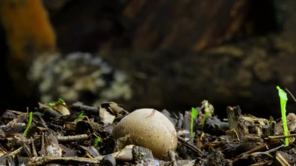 熱帯雨林 エクアドルで成長しているイソギンチャク イソギンチャク菌 ヒトデ菌として一般的に知られているAseroe Rubraのタイムラプス — ストック動画