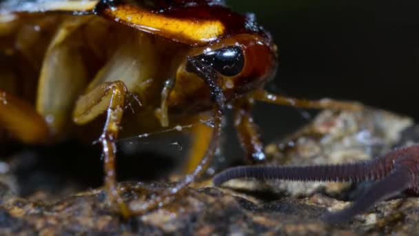 厄瓜多尔热带雨林里的Peripatus或Velvet Worm以蟑螂为食 腹肌用从乳头两侧喷出的胶水固定猎物 — 图库视频影像
