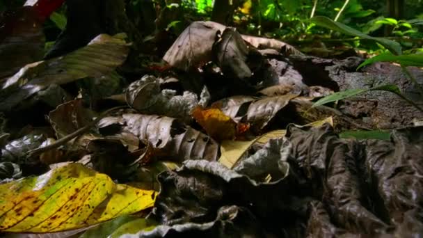 Nahaufnahme Des Waldbodens Mit Trockenen Blättern Und Baumstämmen Tropischen Regenwald — Stockvideo
