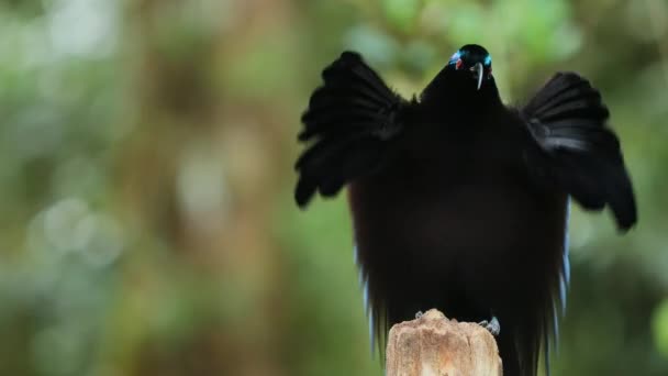 黒い鎌状赤血球 Eimpachus Meyeri 肩の羽を持つ楽園のオスの鳥 パプアニューギニアの森の求愛ディスプレイで踊る羽の光沢のあるバッジ — ストック動画
