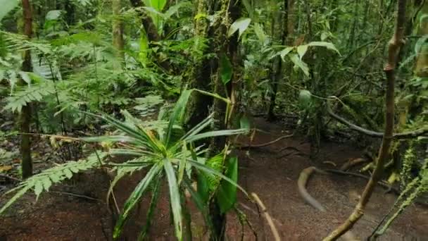 在印度尼西亚西新几内亚热带雨林内的大绿叶间前行 — 图库视频影像