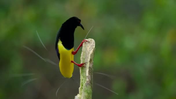 12本の有線 セレウコスキス メラノレウコス の楽園の男性の鳥の彼の表示極の上に閉じます パプアニューギニアの女性と踊りを呼ぶ — ストック動画