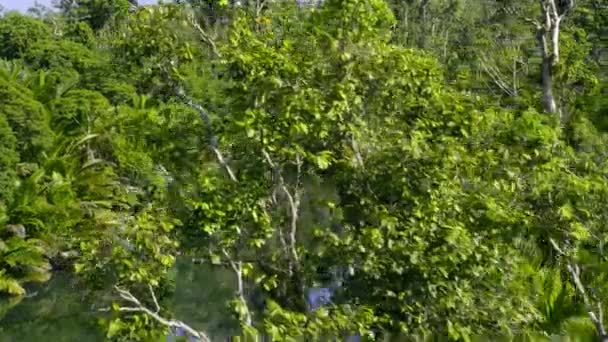 インドネシア ニューギニア西部の熱帯雨林の中の大きな緑の葉の間を進む — ストック動画