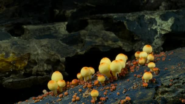 에콰도르의 우림에서 버섯으로 알려져 실로시빈 이자라는 속도가 — 비디오